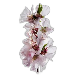 Pear Blossom